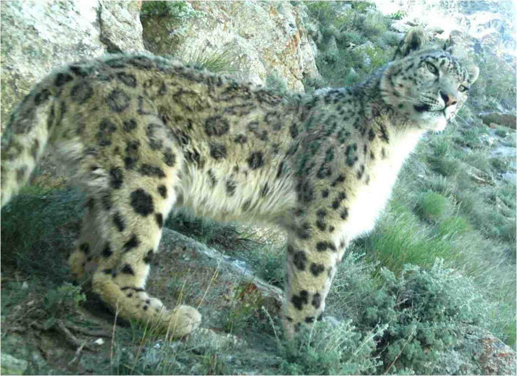 12. Snow Leopards: High Altitude Heroes (image credits: wikimedia)