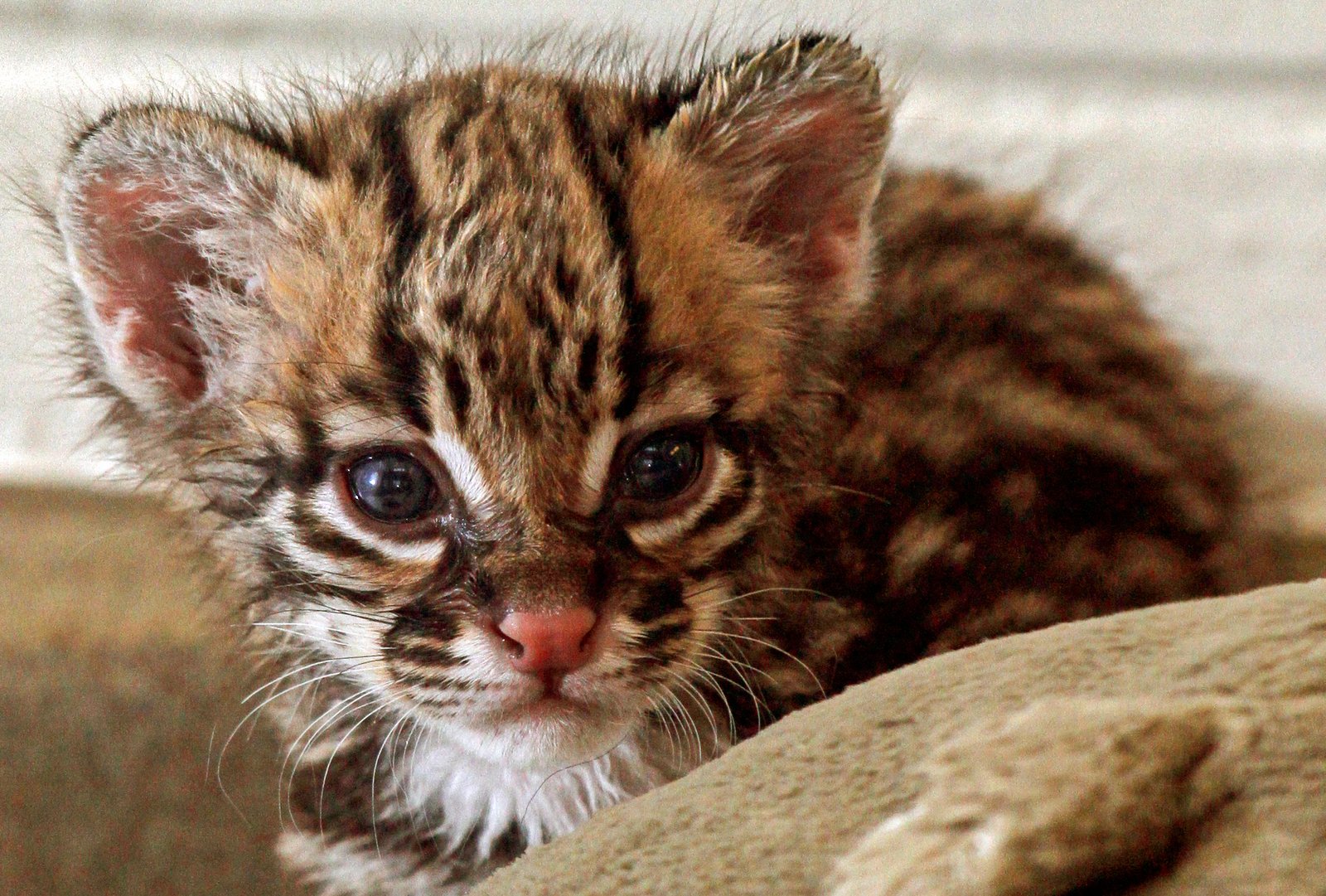 13. Ocelot Orphans: Saving the Spotted Sweethearts (image credits: wikimedia)
