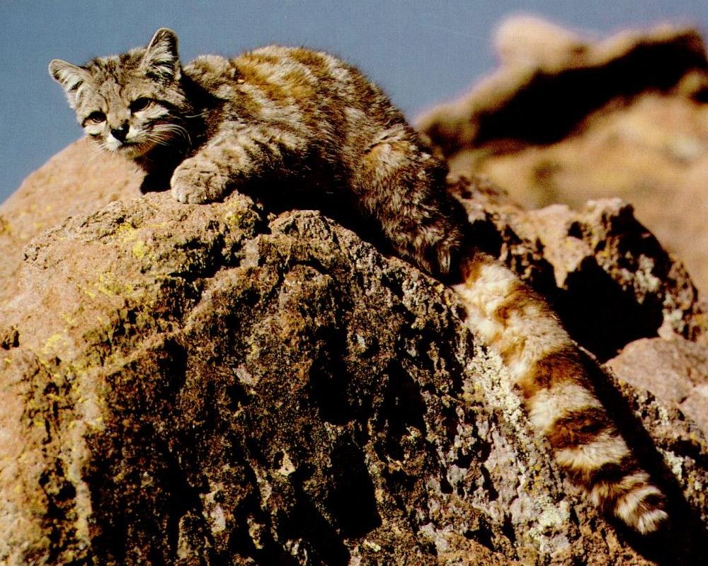 22. The Andean Mountain Cat: High-Altitude Hope (image credits: wikimedia)