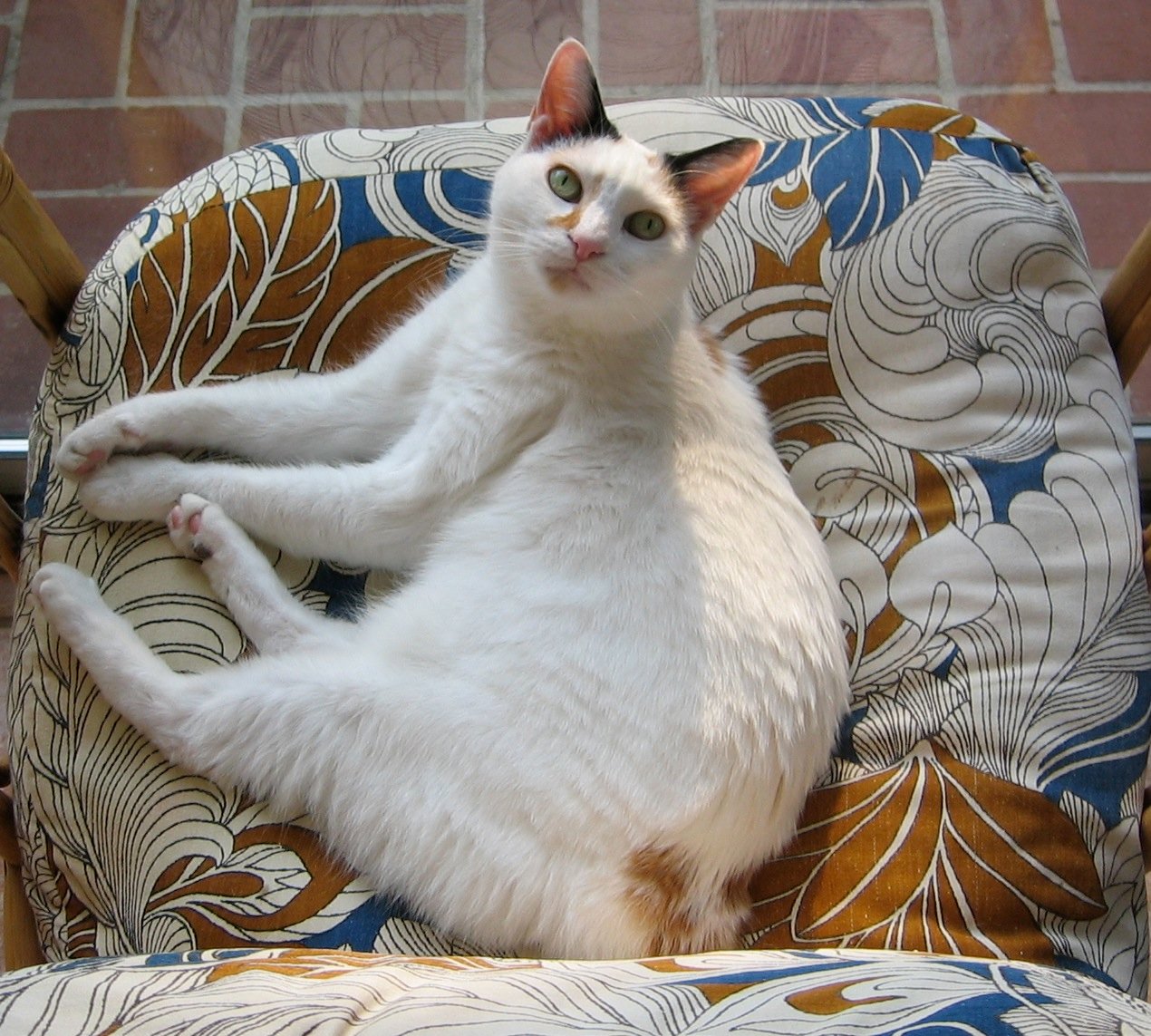 The Lucky Cat Beckons (image credits: wikimedia)