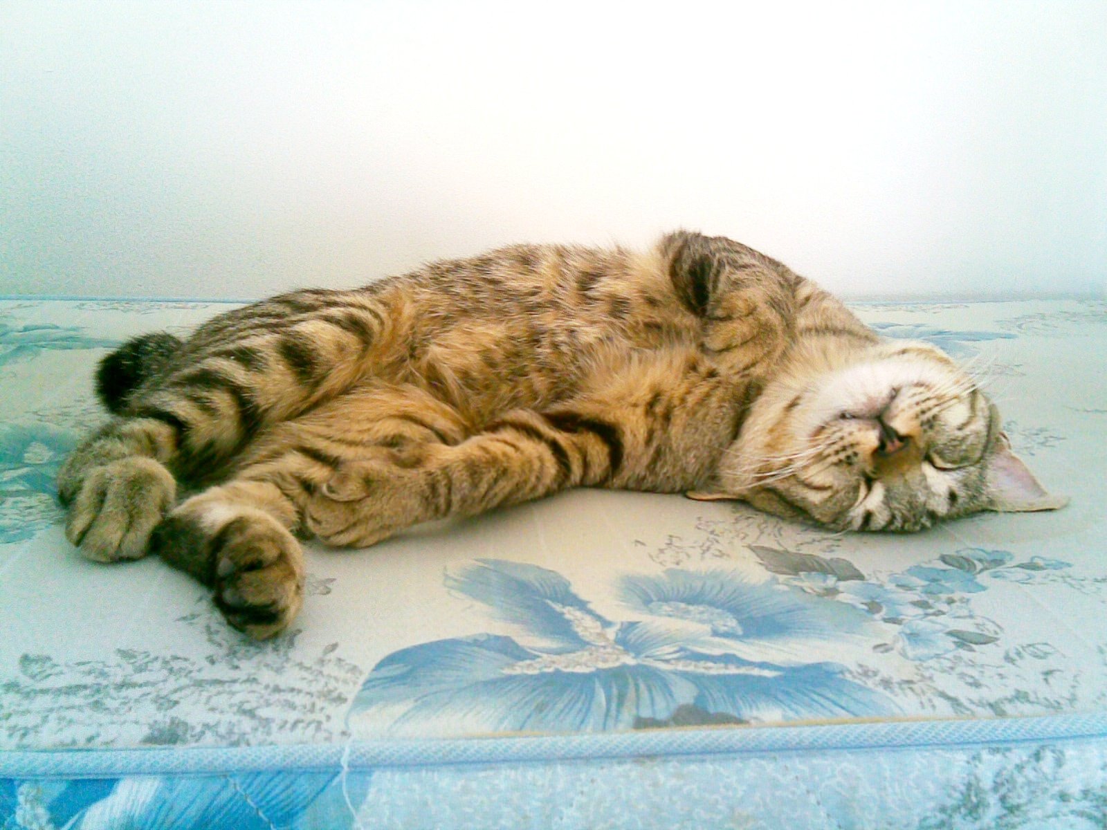 Respect for the Bobtail in Folklore (image credits: wikimedia)