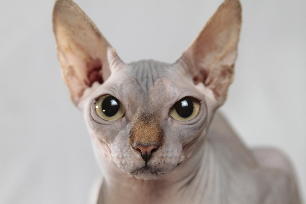 Eyes That Speak Volumes (image credits: rawpixel)