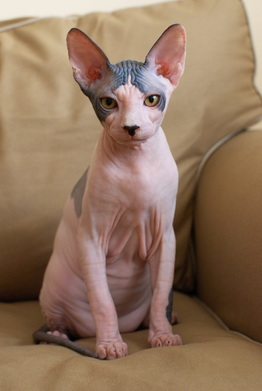 Surprisingly Hypoallergenic Qualities (image credits: wikimedia)