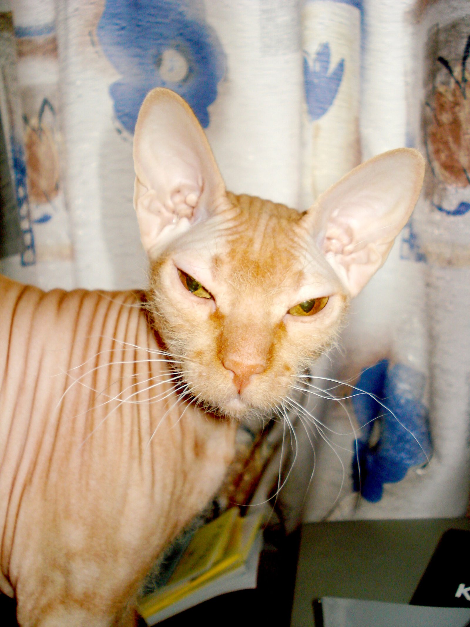 A Cat for All Seasons—With the Right Care (image credits: wikimedia)