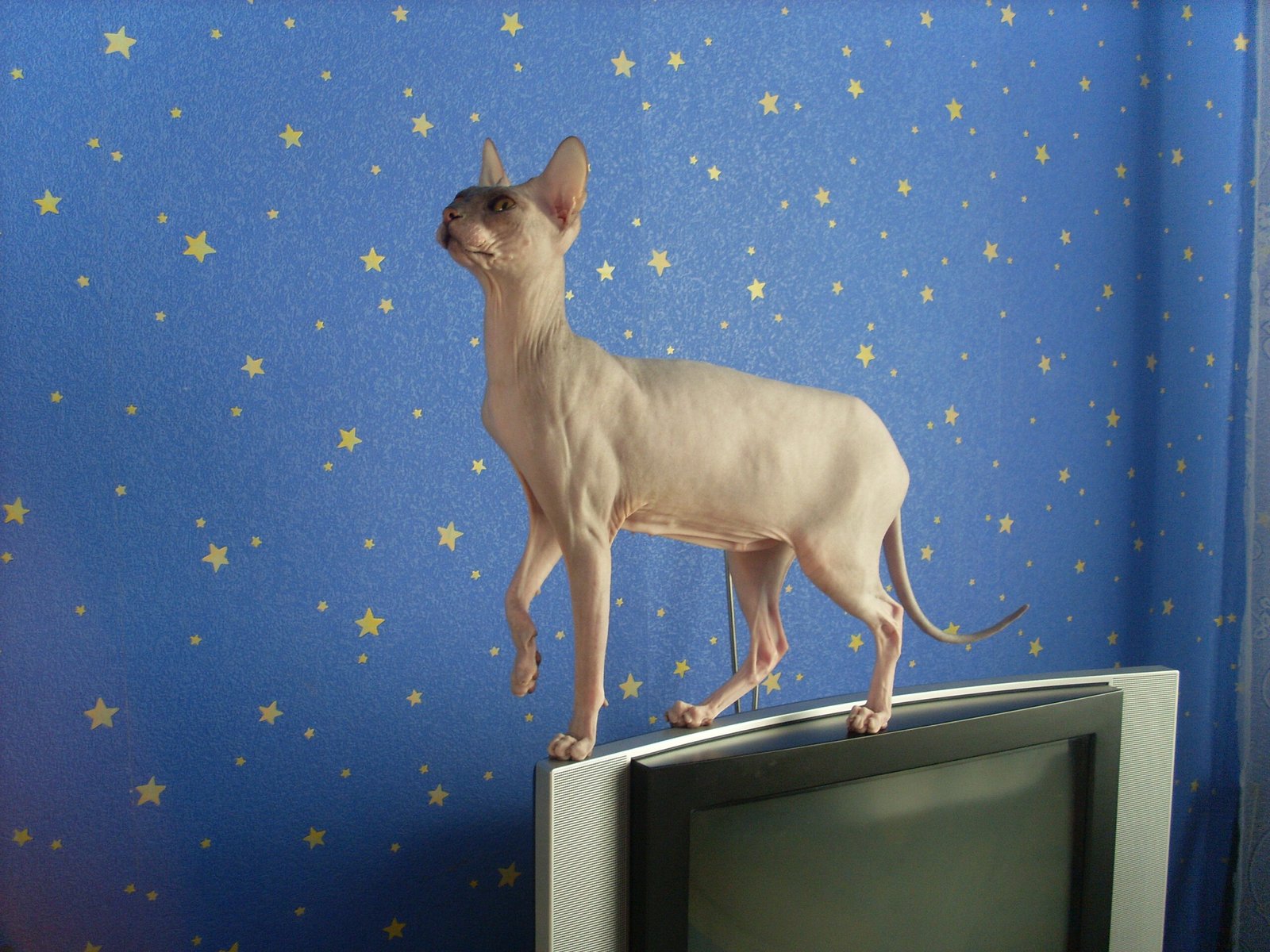 Fascination for Cat Enthusiasts Worldwide (image credits: wikimedia)