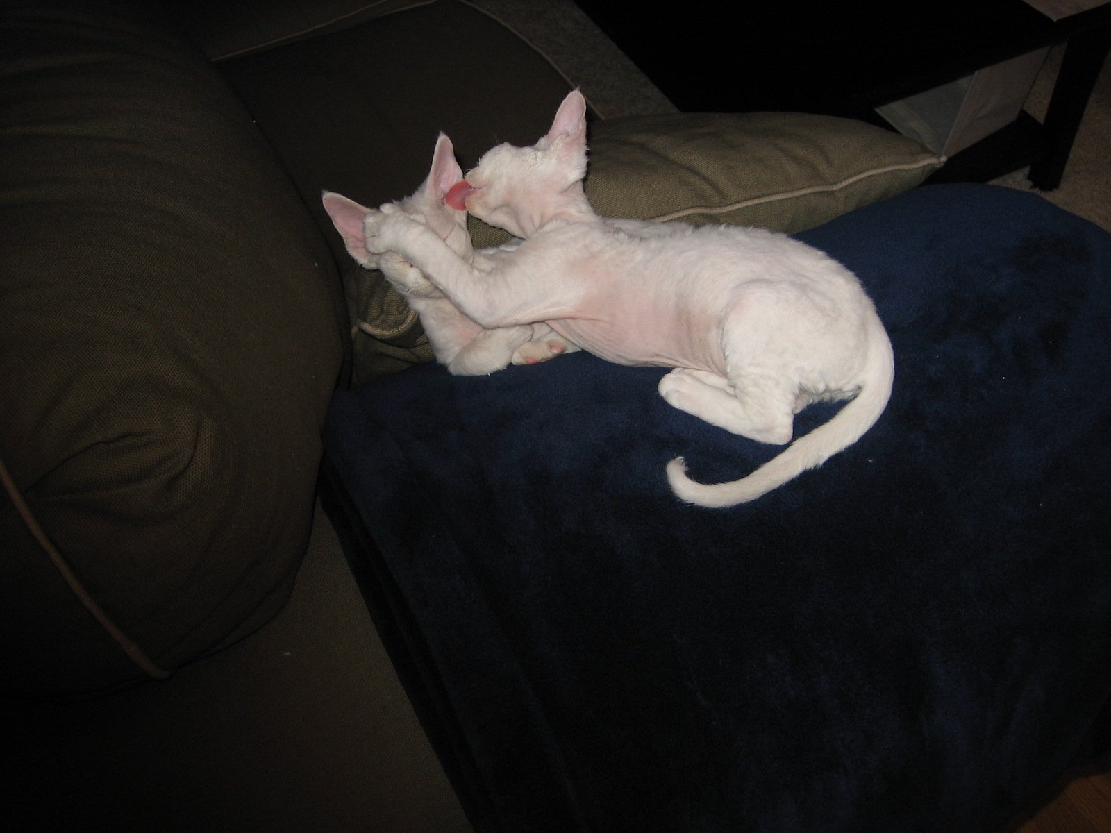 Grooming Is a Bonding Ritual (image credits: wikimedia)