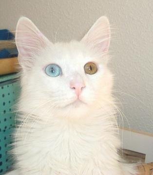 Eyes That Tell Stories (image credits: wikimedia)
