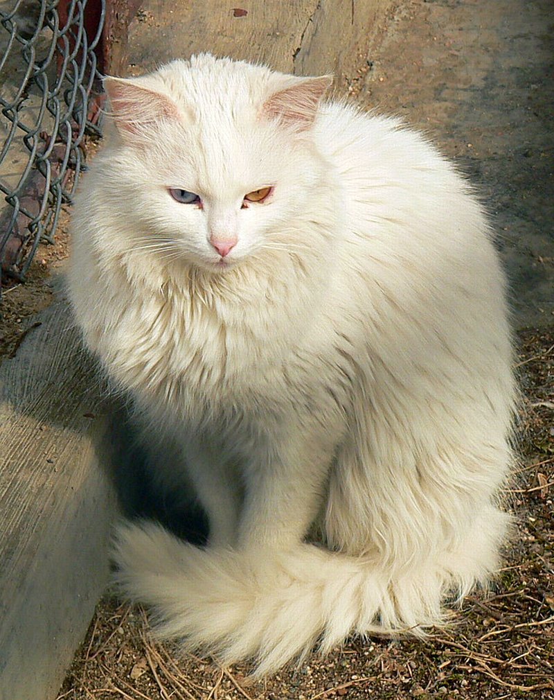 Adaptable Yet Selective (image credits: wikimedia)