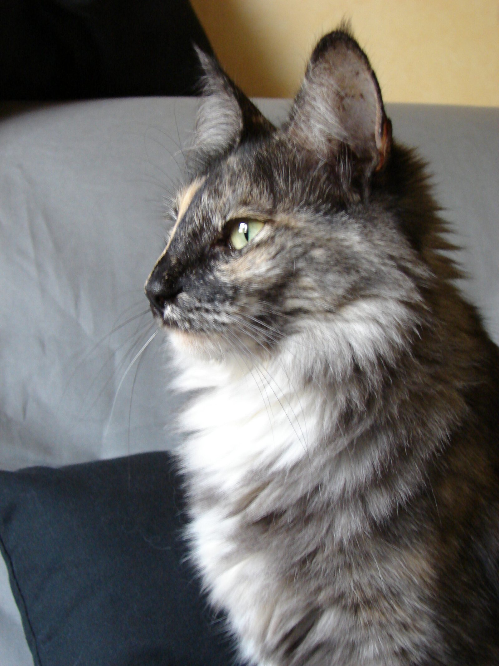 Devotion to Their Humans (image credits: wikimedia)