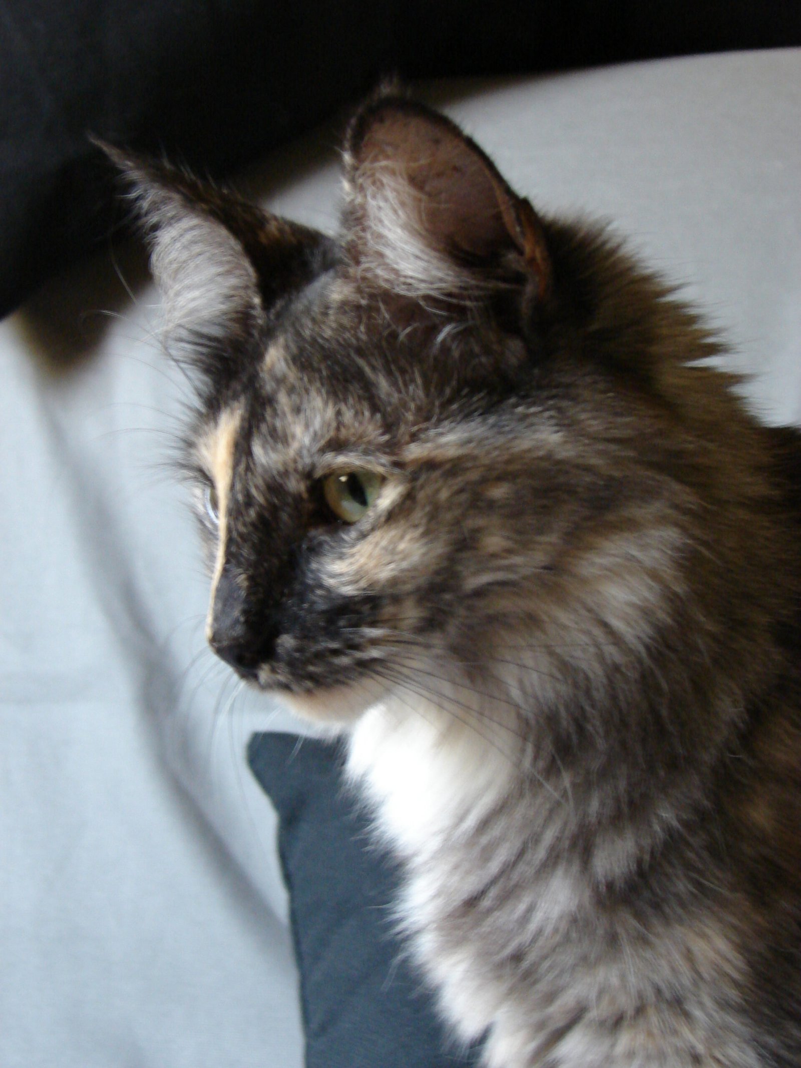 Feline Social Butterflies (image credits: wikimedia)
