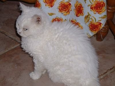 Personality as Soft as Their Fur (image credits: wikimedia)