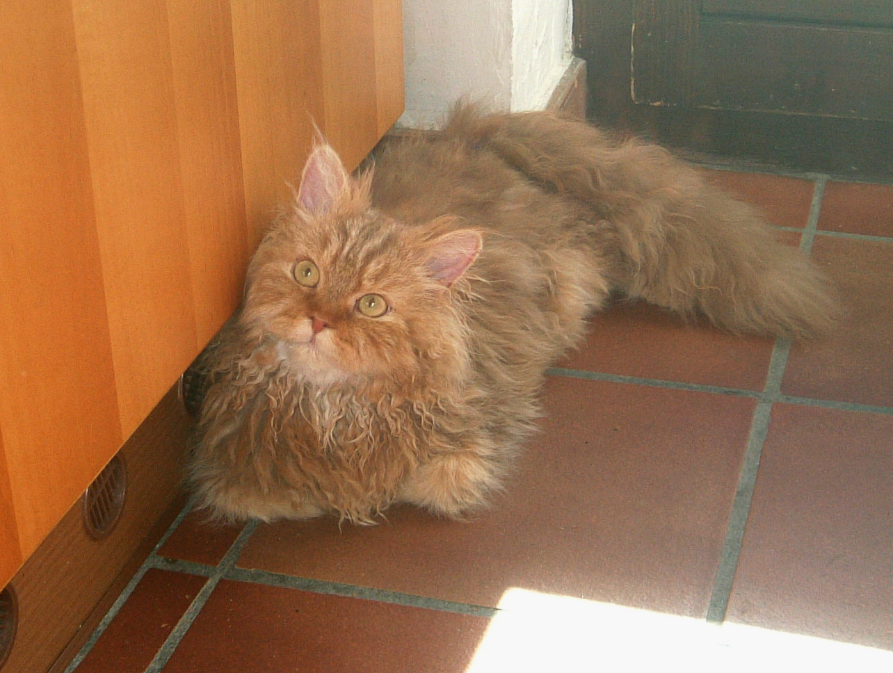 A Family Cat Through and Through (image credits: wikimedia)