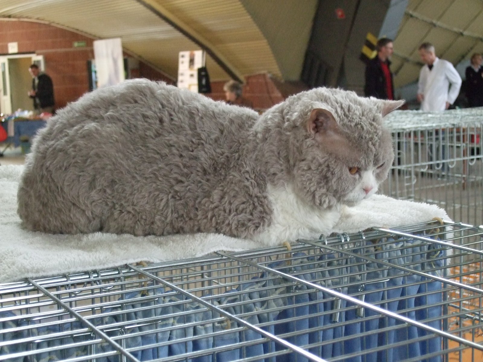 Low-Maintenance, High-Reward (image credits: wikimedia)