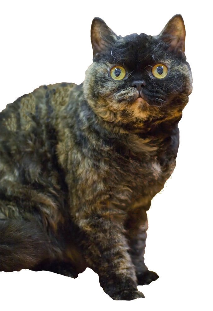 A Cat for All Seasons (image credits: wikimedia)