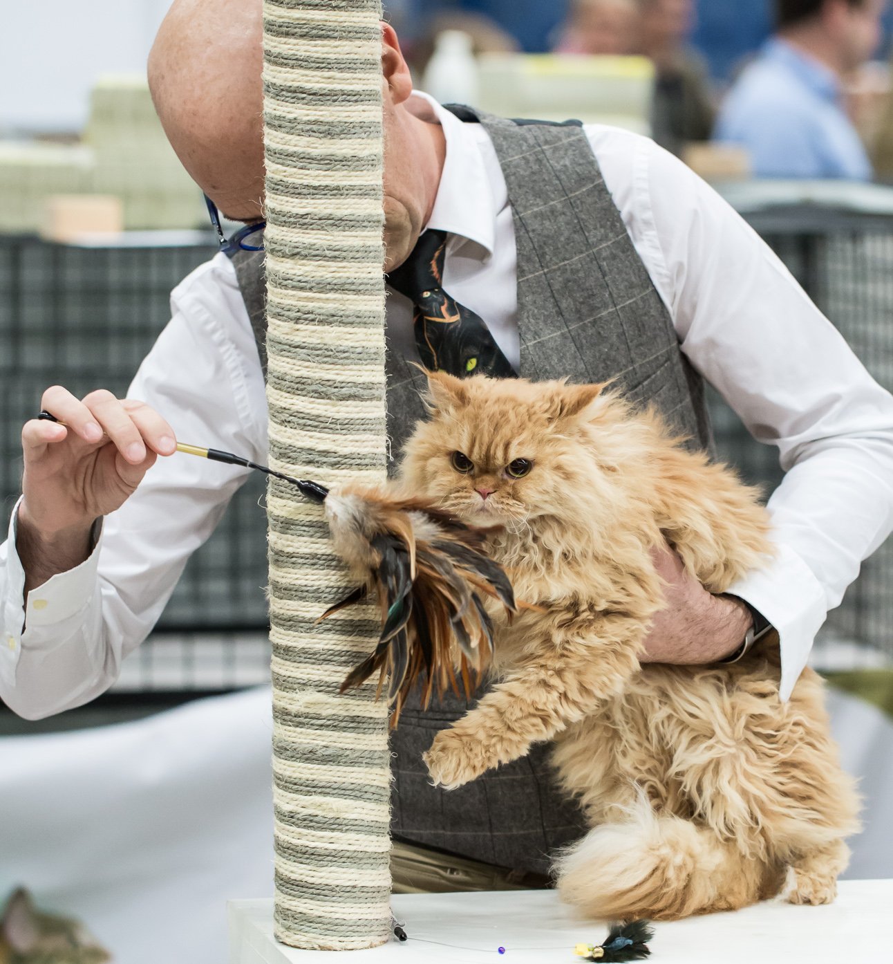 Therapy Cats in Disguise (image credits: wikimedia)