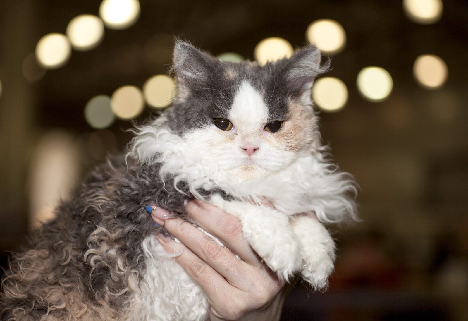 Selkirk Rex: Not Just Another Pretty Face (image credits: wikimedia)