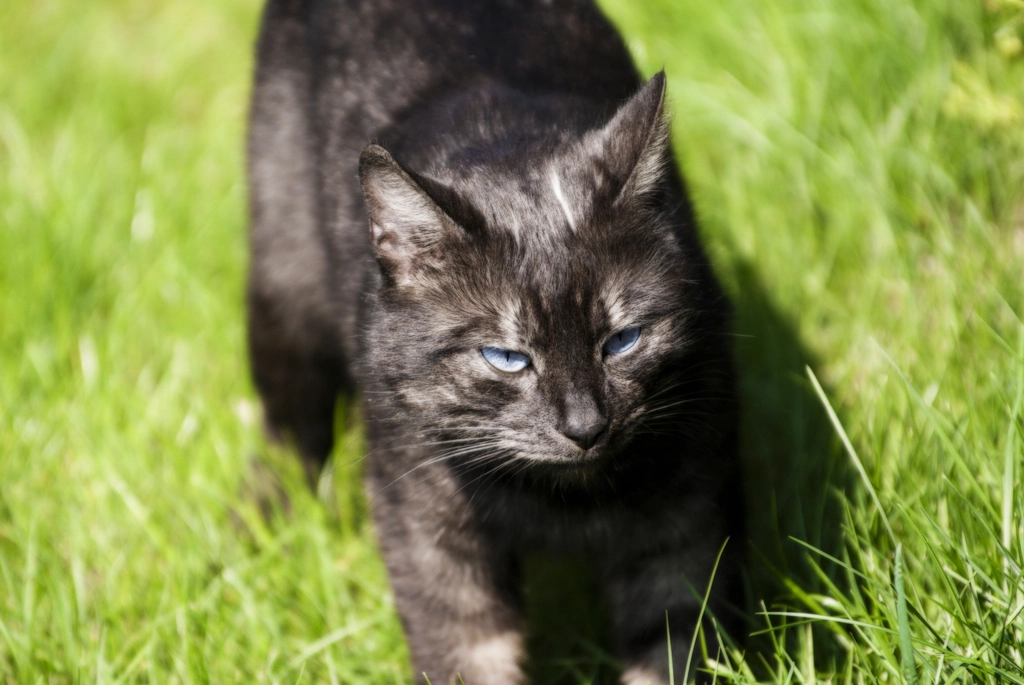 Whiskers That Make a Statement (image credits: rawpixel)