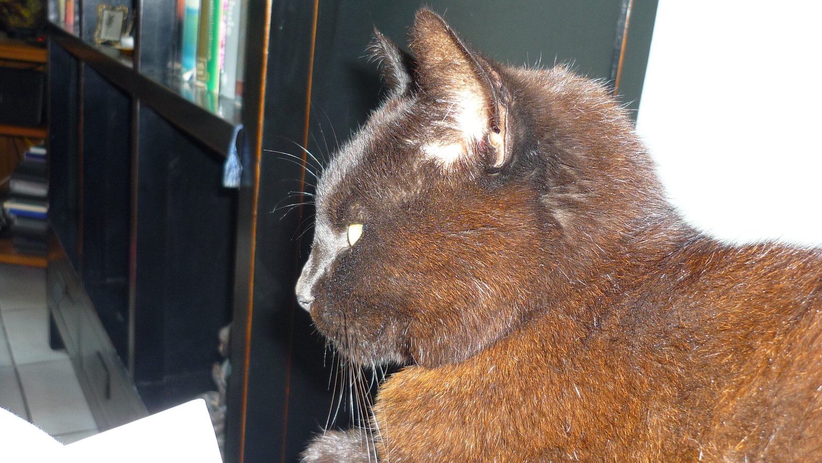 Low-Shedding, Low-Maintenance (image credits: wikimedia)