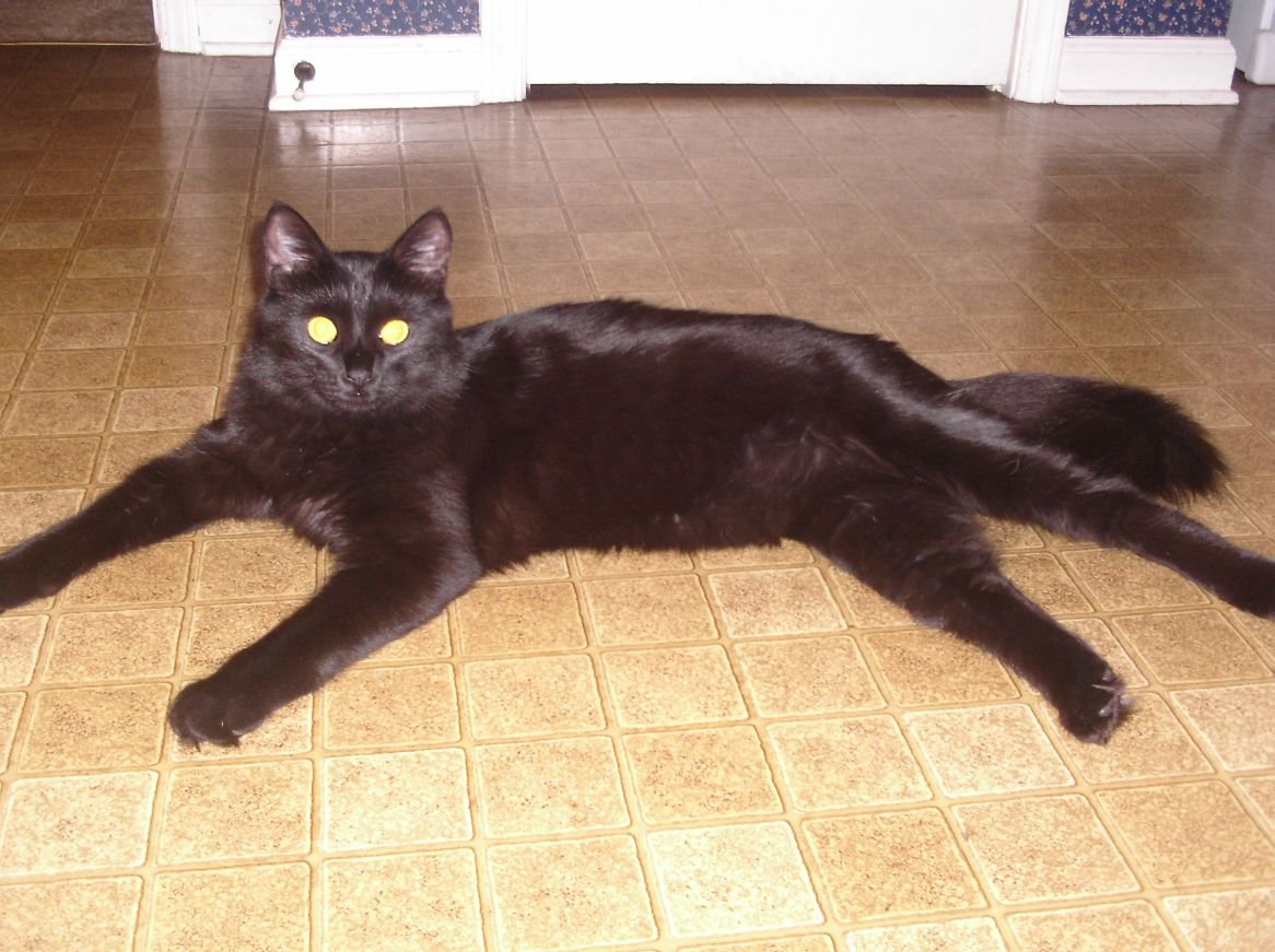 The Ultimate Companion for Cat Lovers (image credits: wikimedia)
