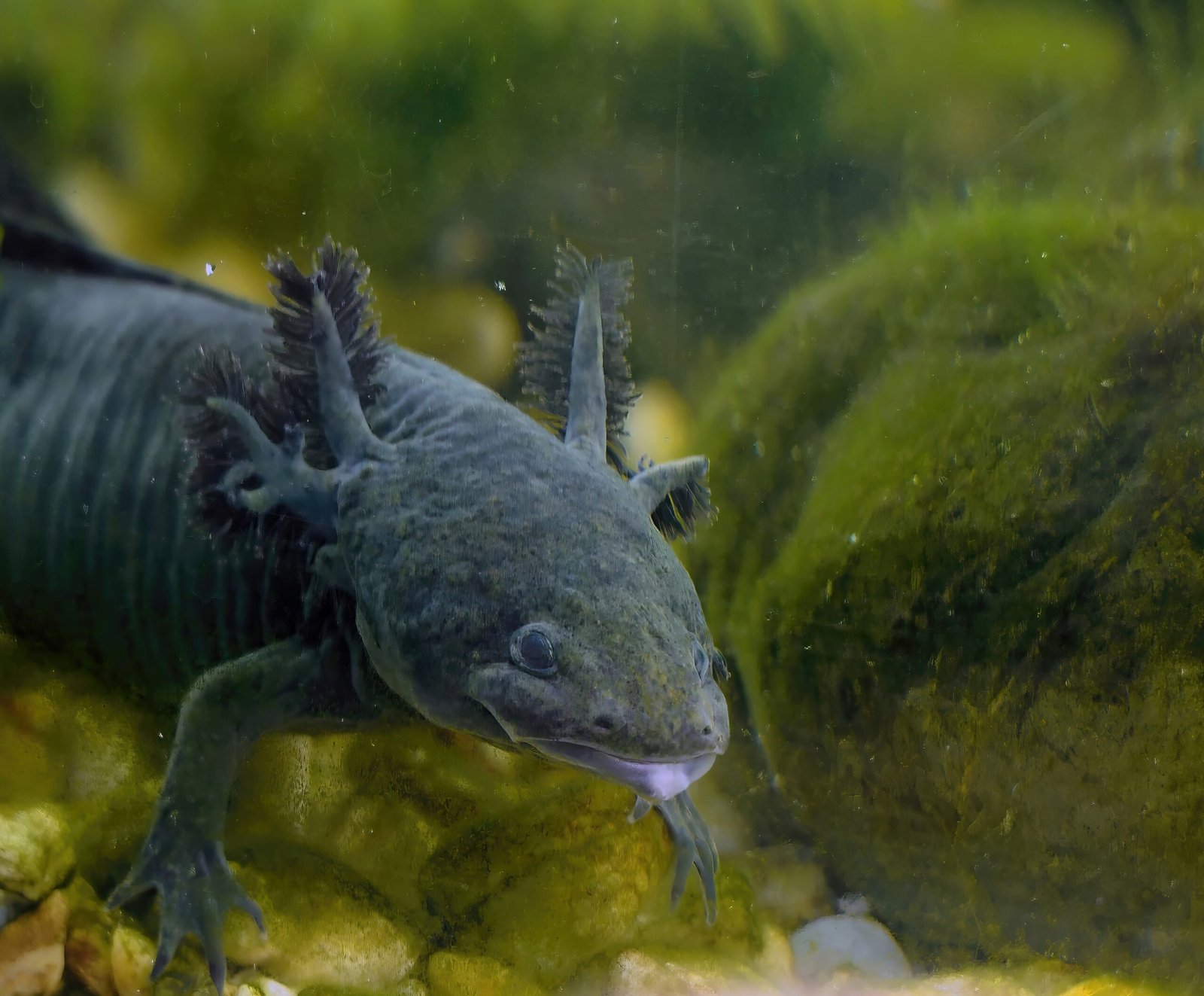 Feathery External Gills (image credits: wikimedia)