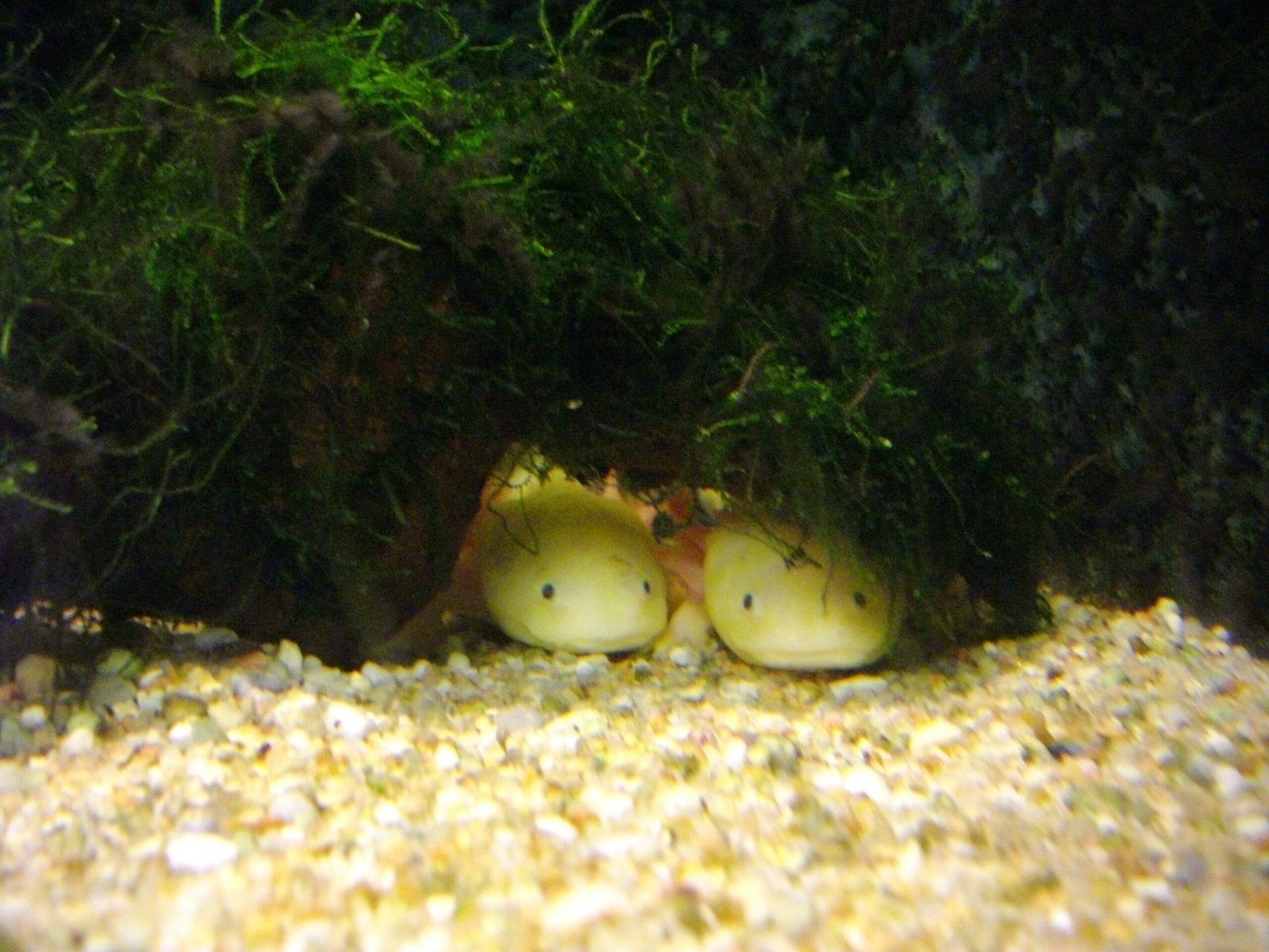 Small Space, Big Joy (image credits: wikimedia)