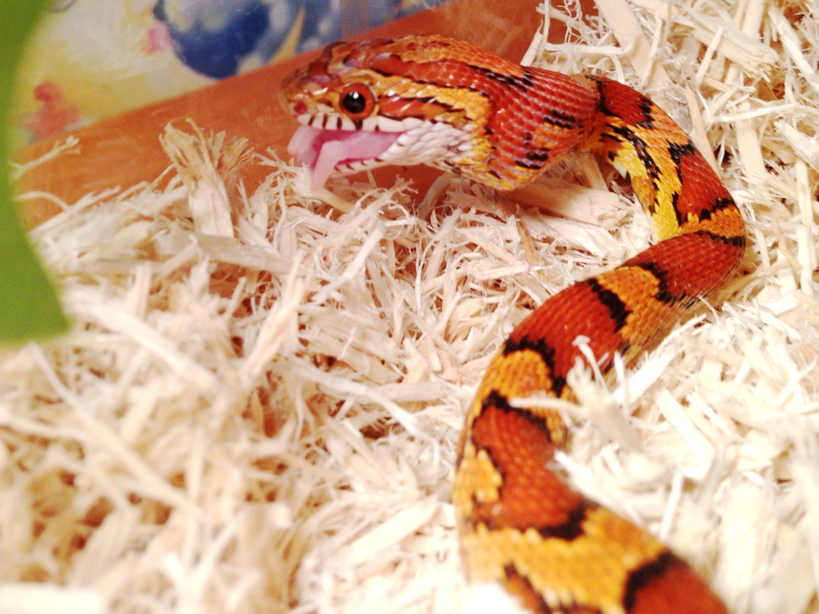 Corn Snakes: Sleek, Friendly, and Low-Fuss (image credits: wikimedia)