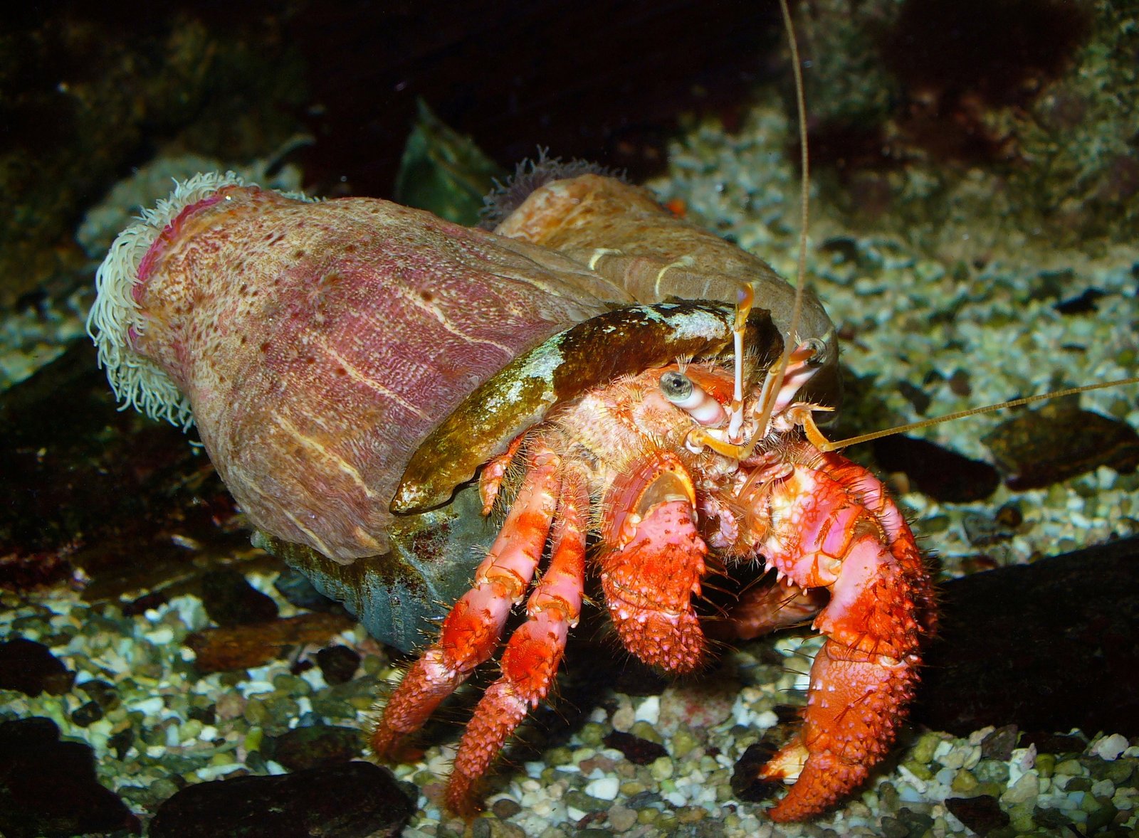 Hermit Crabs: Secretly Social Shell Swappers (image credits: wikimedia)