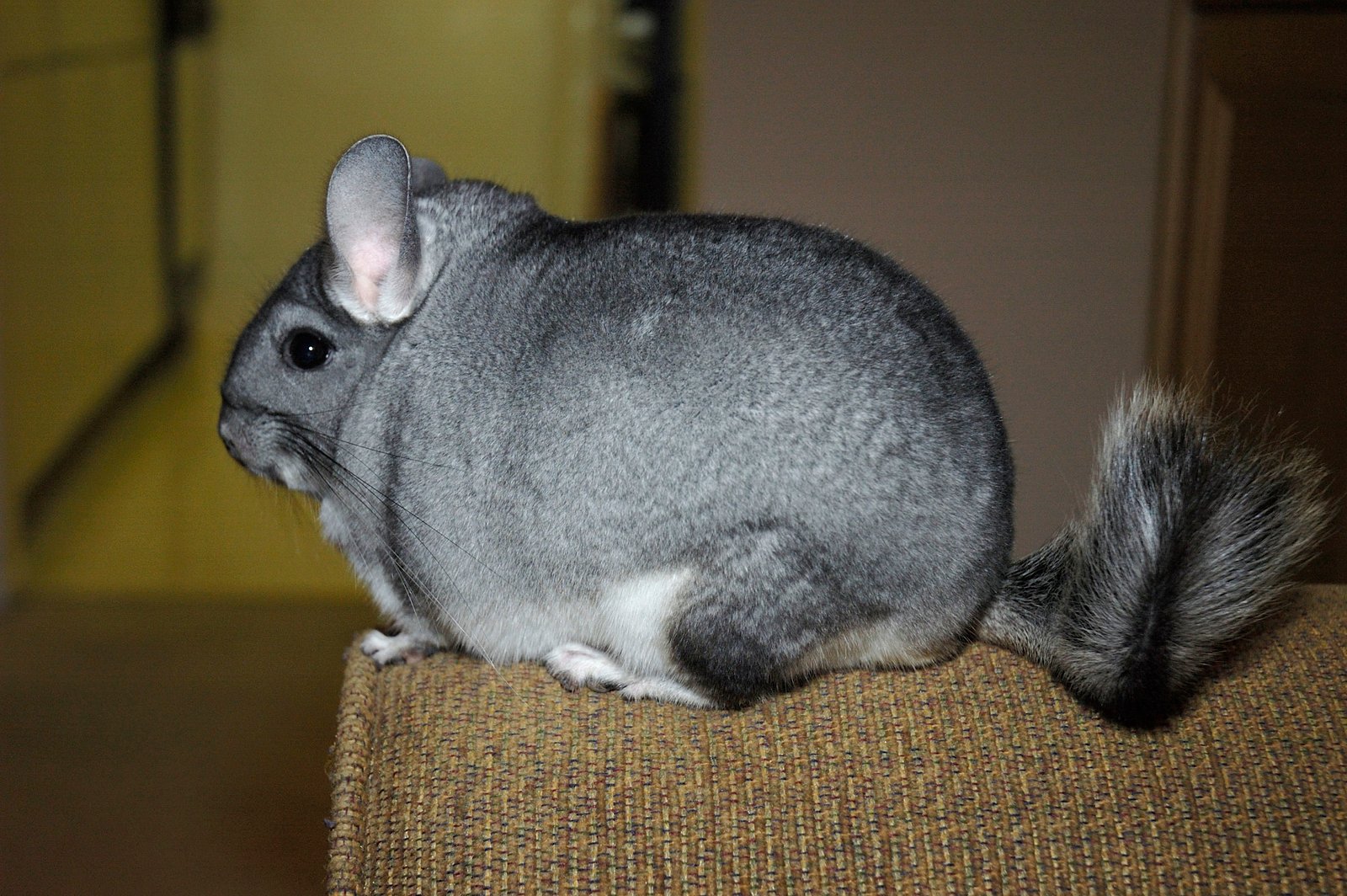 Chinchillas: Fluffy Athletes With a Gentle Touch (image credits: wikimedia)