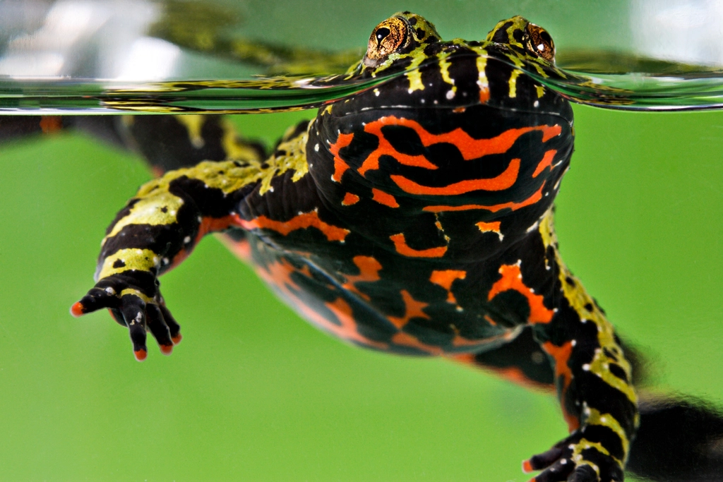 Fire-Bellied Toads: Vibrant Jumpers With Chill Vibes (image credits: rawpixel)