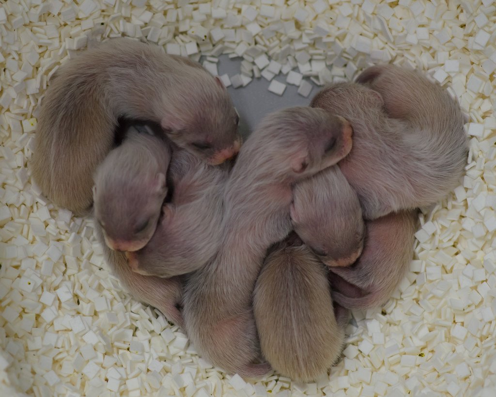 Ferrets: Mischievous Snugglers That Nap Hard (image credits: wikimedia)