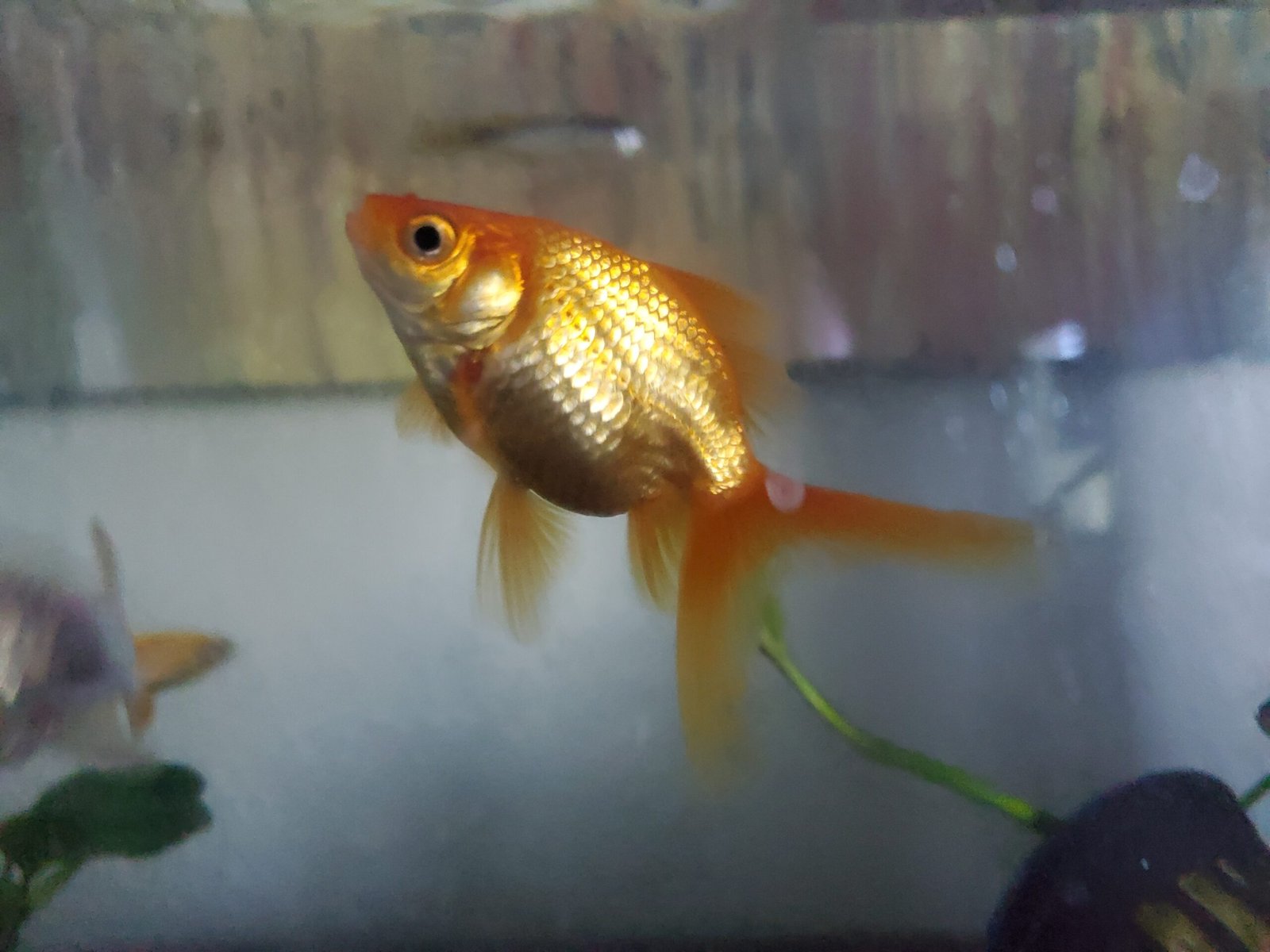 7. The Friendly Goldfish: A Splash of Zen for Beginners (image credits: wikimedia)