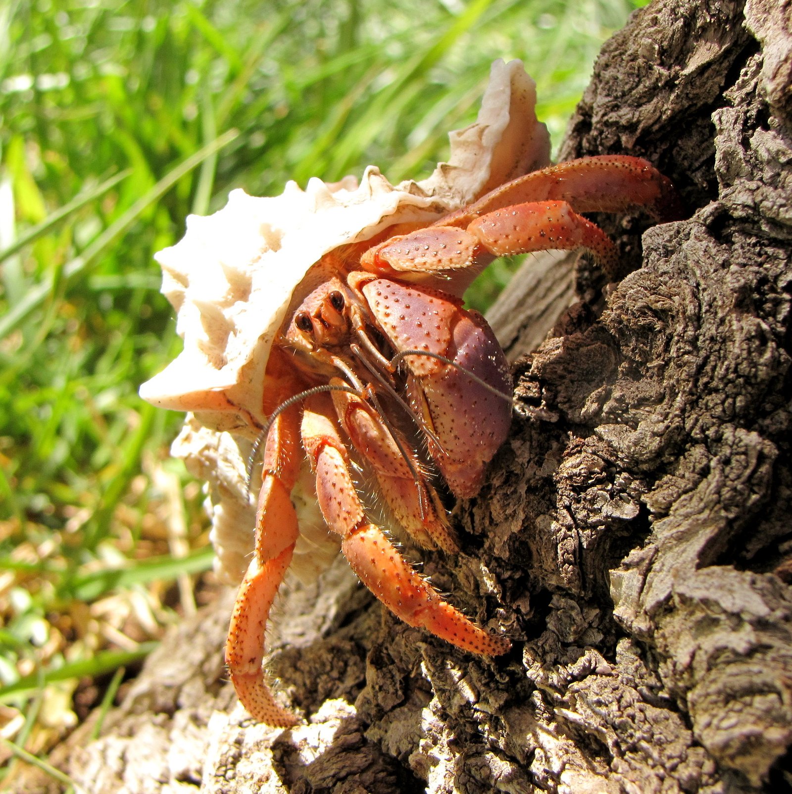 24. The Quirky Hermit Crab: Nature’s Tiny Architect (image credits: wikimedia)