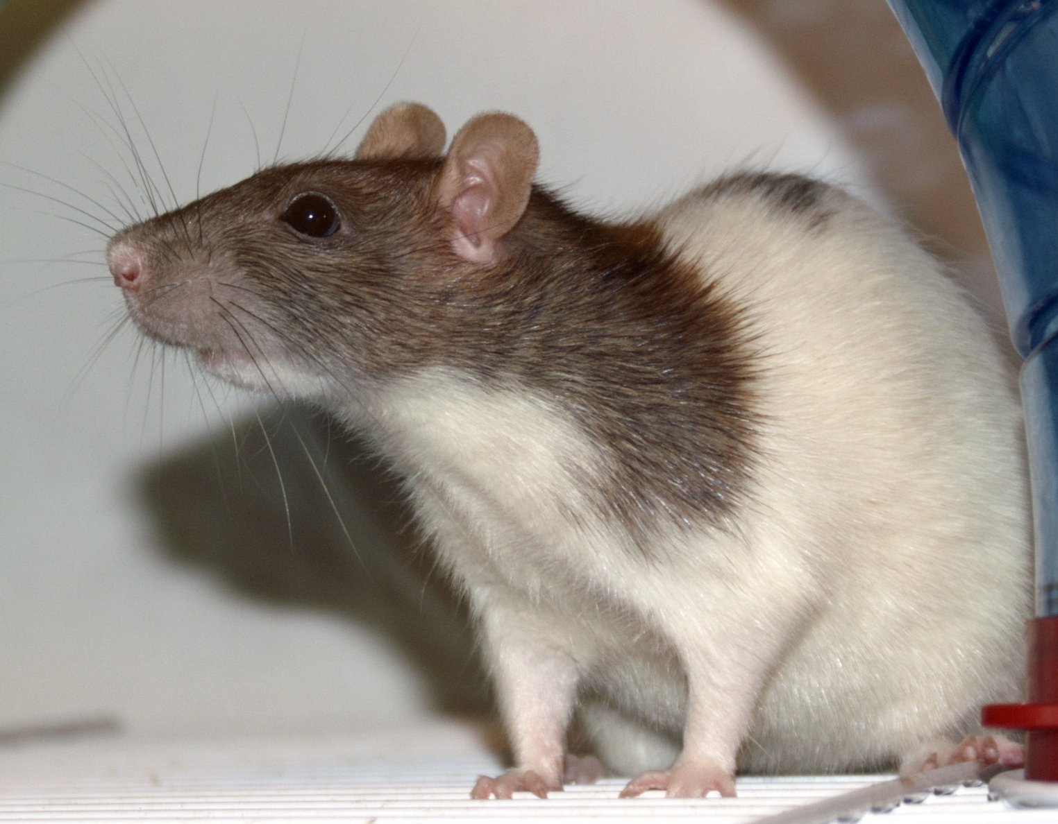 Colorful Coats: A Rainbow of Rat Varieties (image credits: wikimedia)