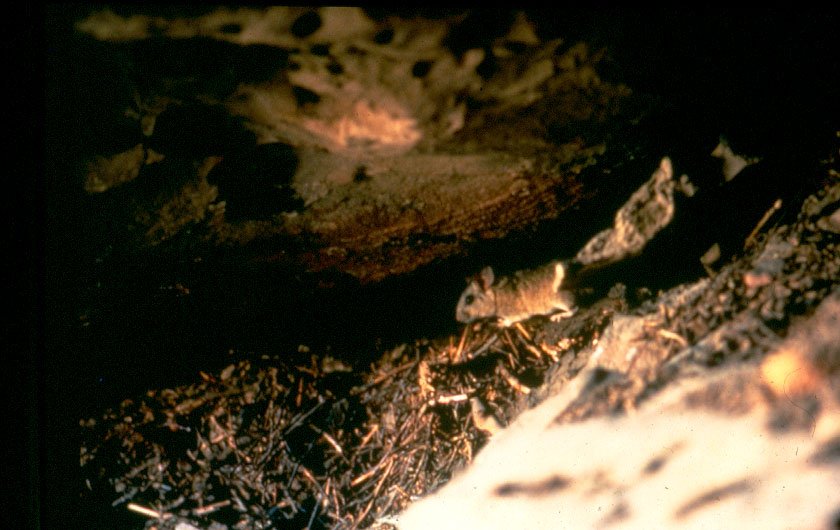 Natural Nests: The Art of Rat Architecture (image credits: wikimedia)