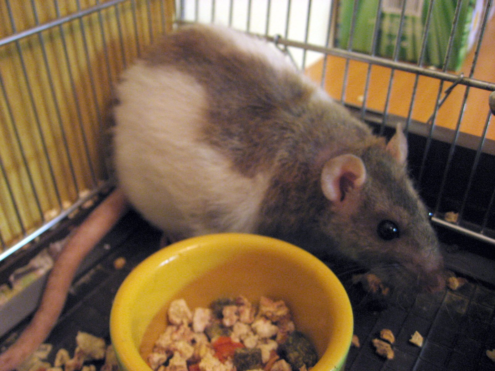 Home Sweet Home: Creating the Perfect Rat Habitat (image credits: wikimedia)