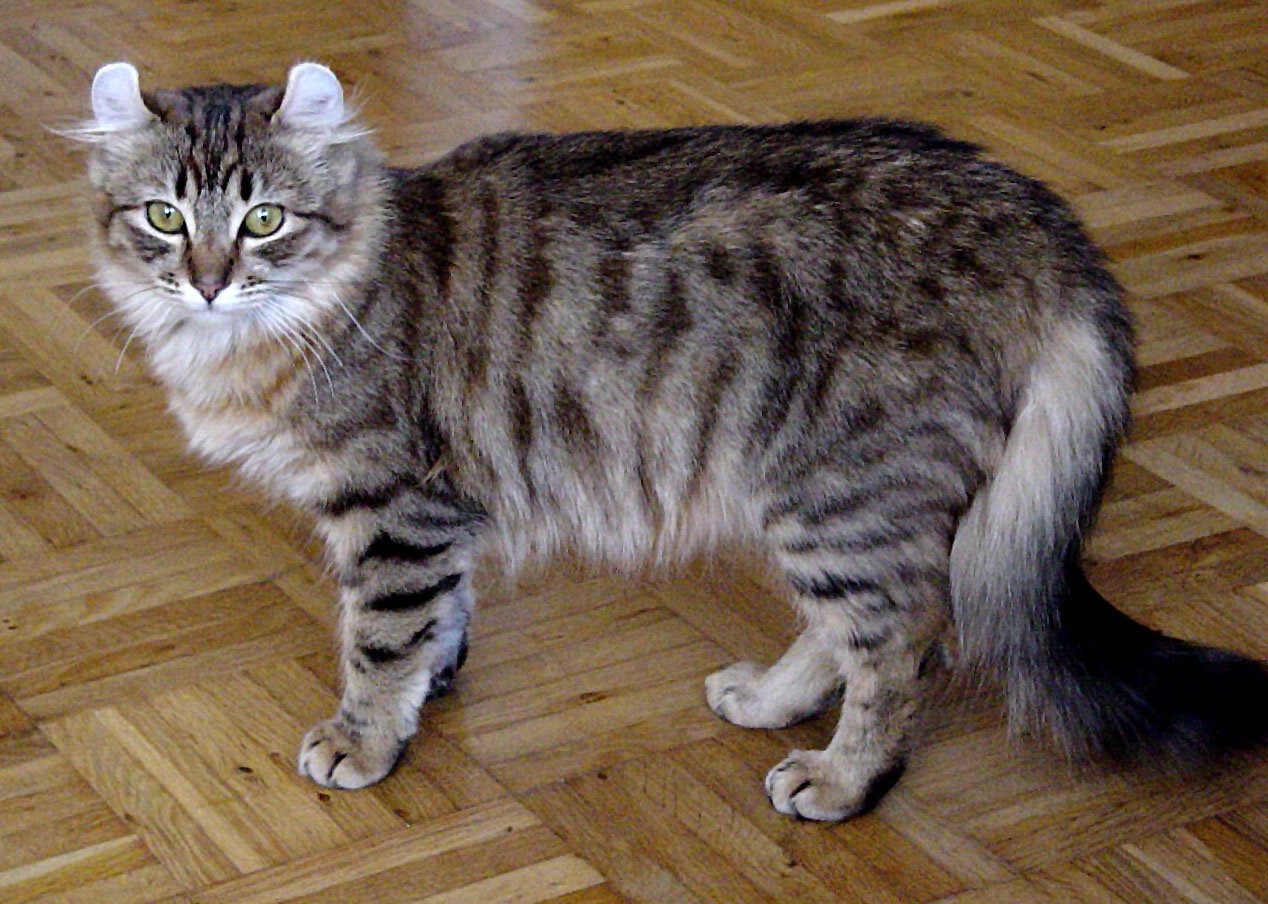 American Curl: The Backwards Wave (image credits: wikimedia)