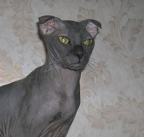 Ukrainian Levkoy: The Origami Cat (image credits: wikimedia)