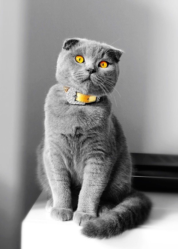 Scottish Fold Longhair: The Fluffy Fold (image credits: wikimedia)