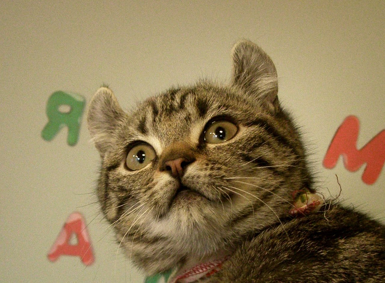 American Curl Longhair: The Flowing Manes (image credits: wikimedia)