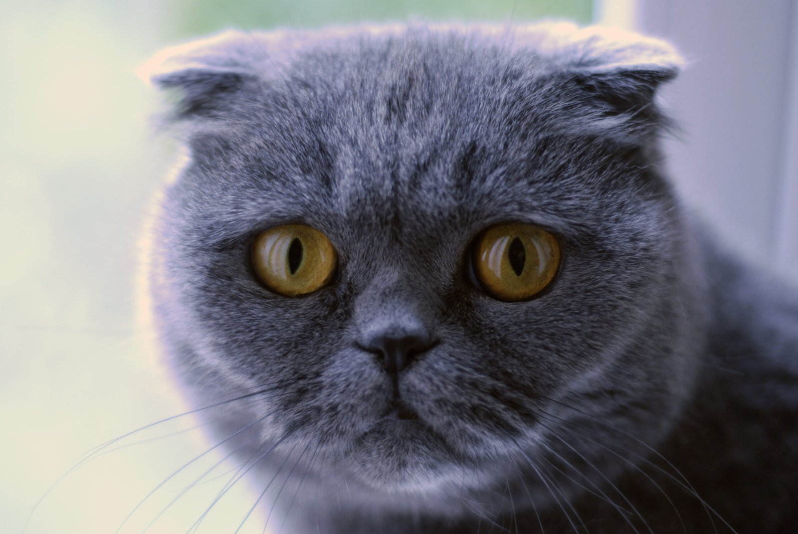 Scottish Fold Exotic: Plush and Petite (image credits: wikimedia)