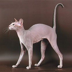 Peterbald: The Vanishing Act (image credits: wikimedia)