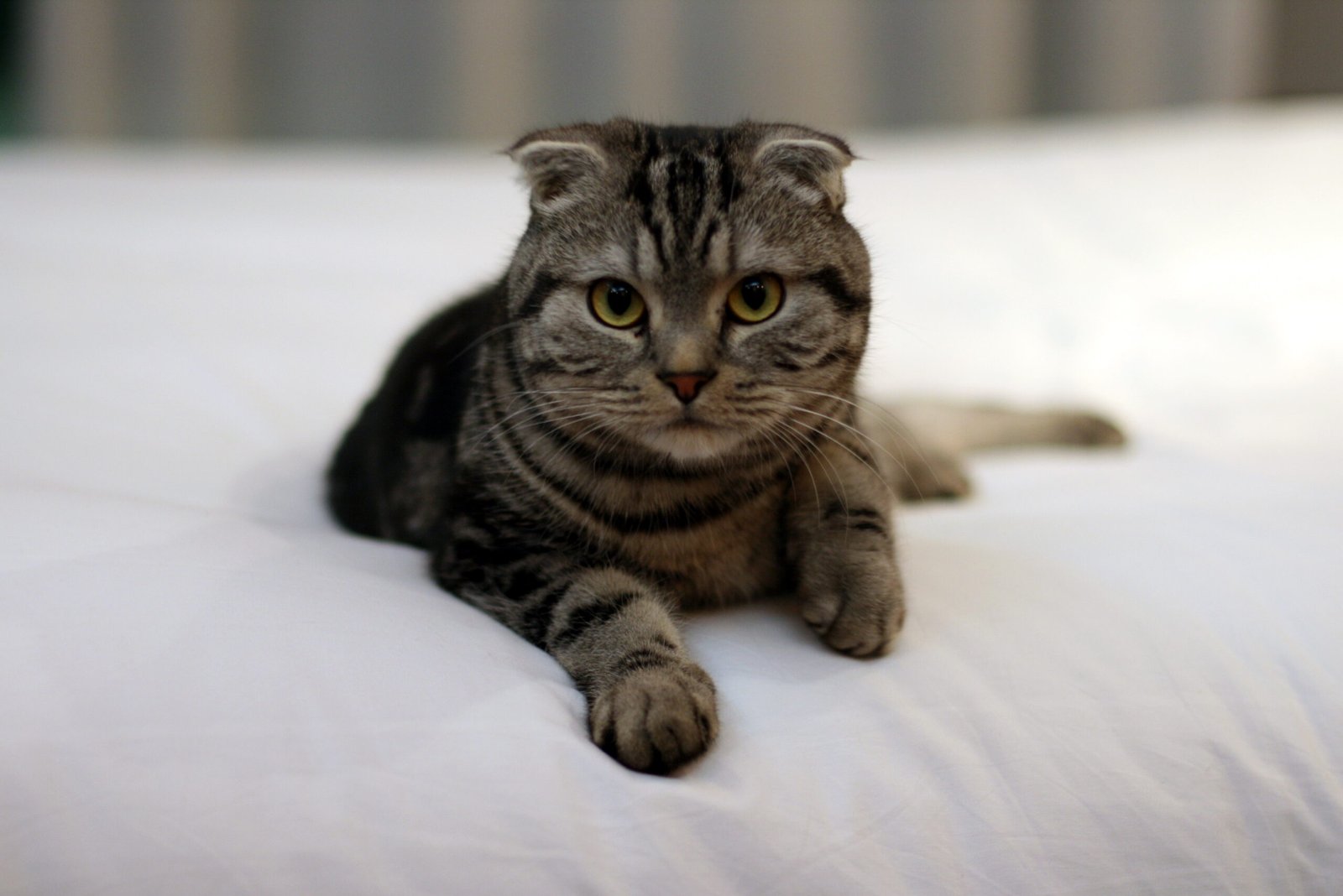 Scottish Fold Siamese: The Blue-Eyed Fold (image credits: wikimedia)