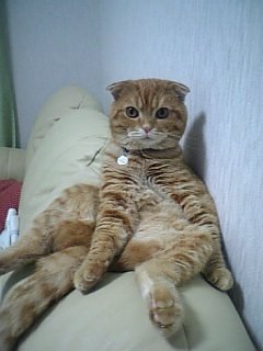 Scottish Fold Tabby: The Classic Twist (image credits: wikimedia)