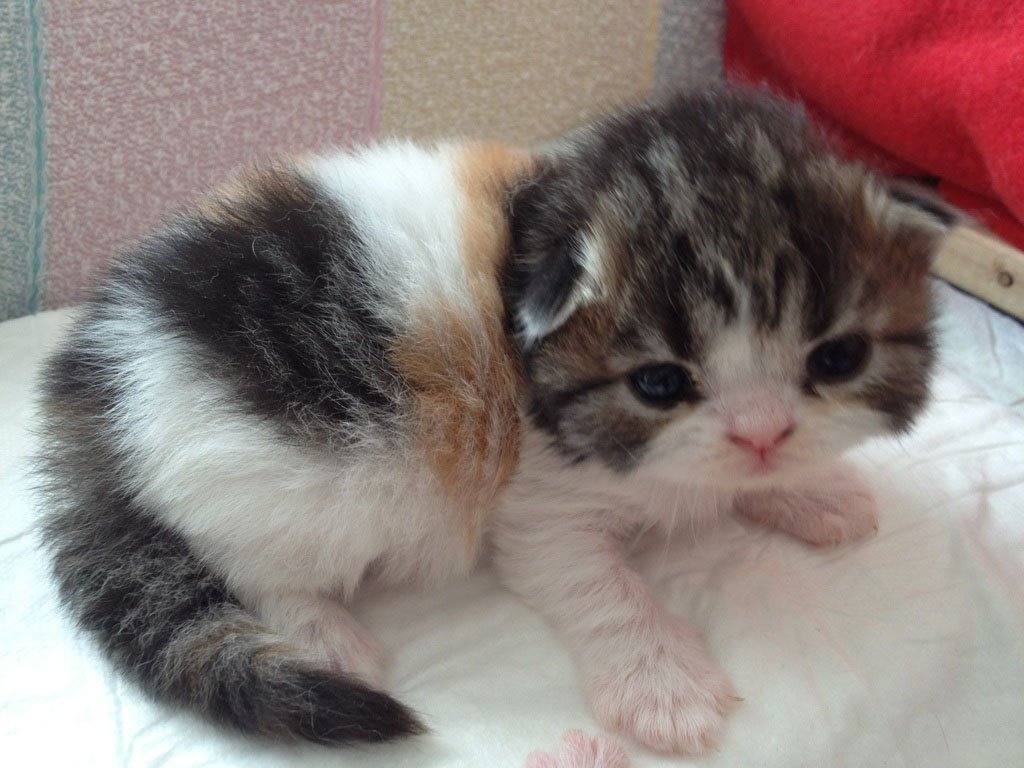 Scottish Fold Tortoiseshell: The Patchwork Wonder (image credits: wikimedia)