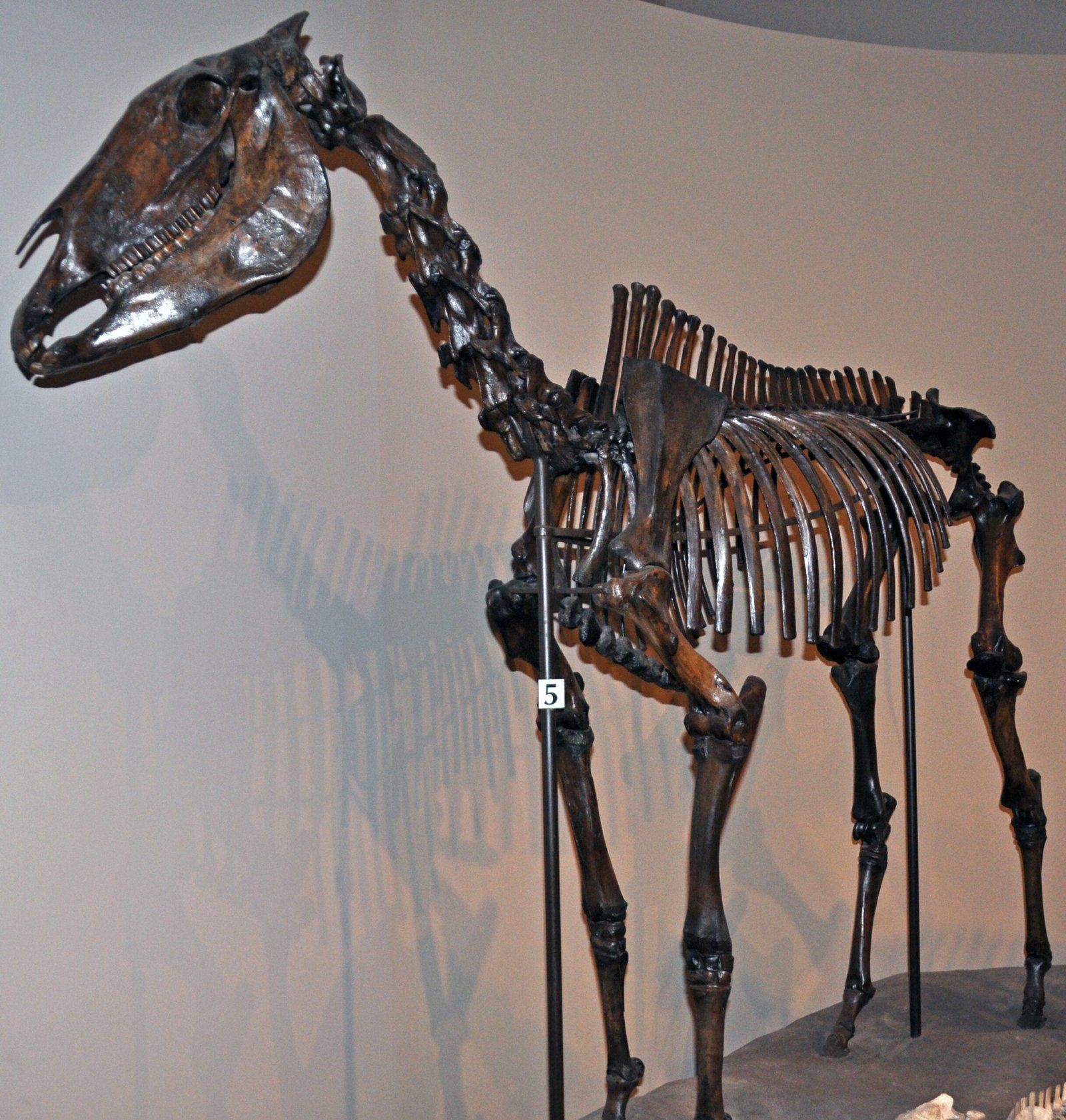 Megantereon: The Worldwide Wanderer (image credits: wikimedia)