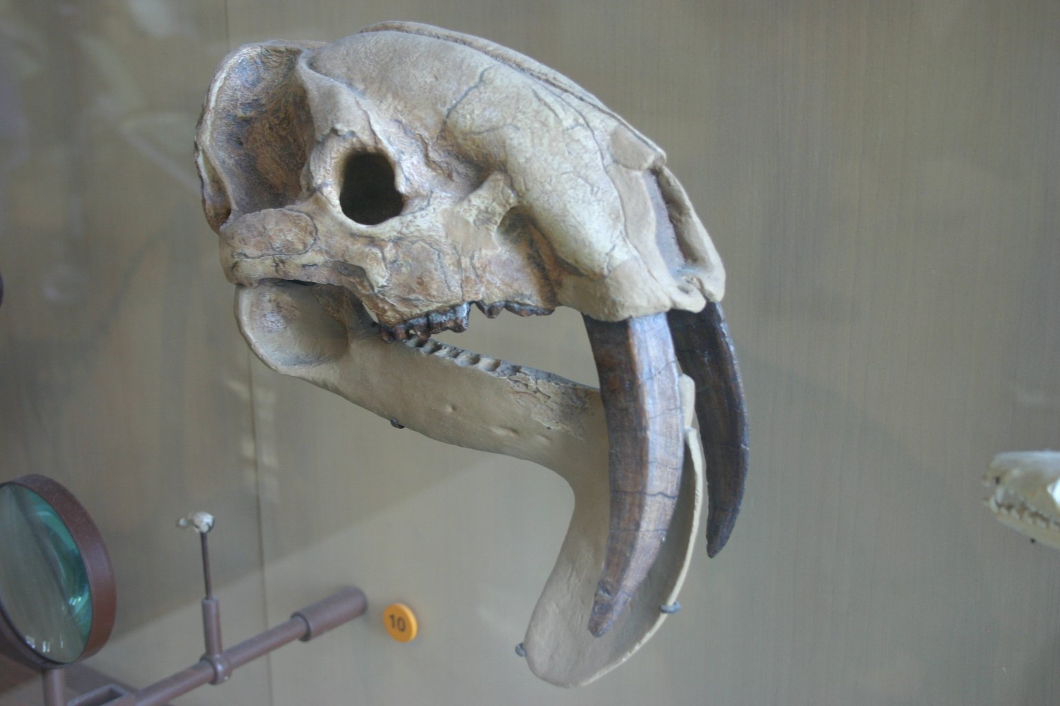 Thylacosmilus: The Marsupial Saber-Tooth (image credits: wikimedia)