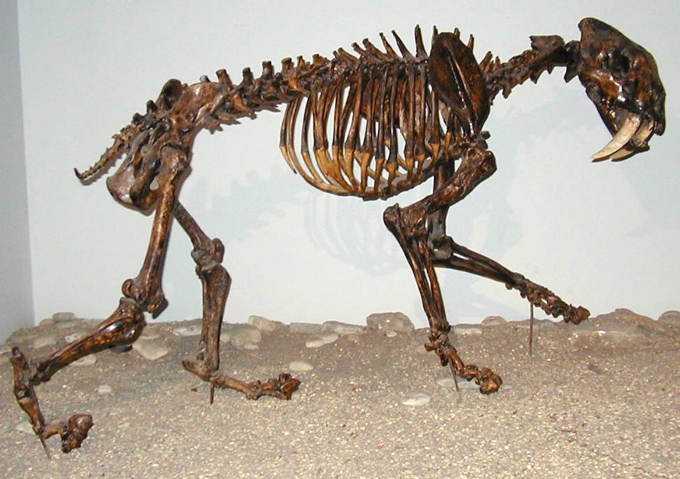 Barbourofelis: The Bear-Cat Bruiser (image credits: wikimedia)