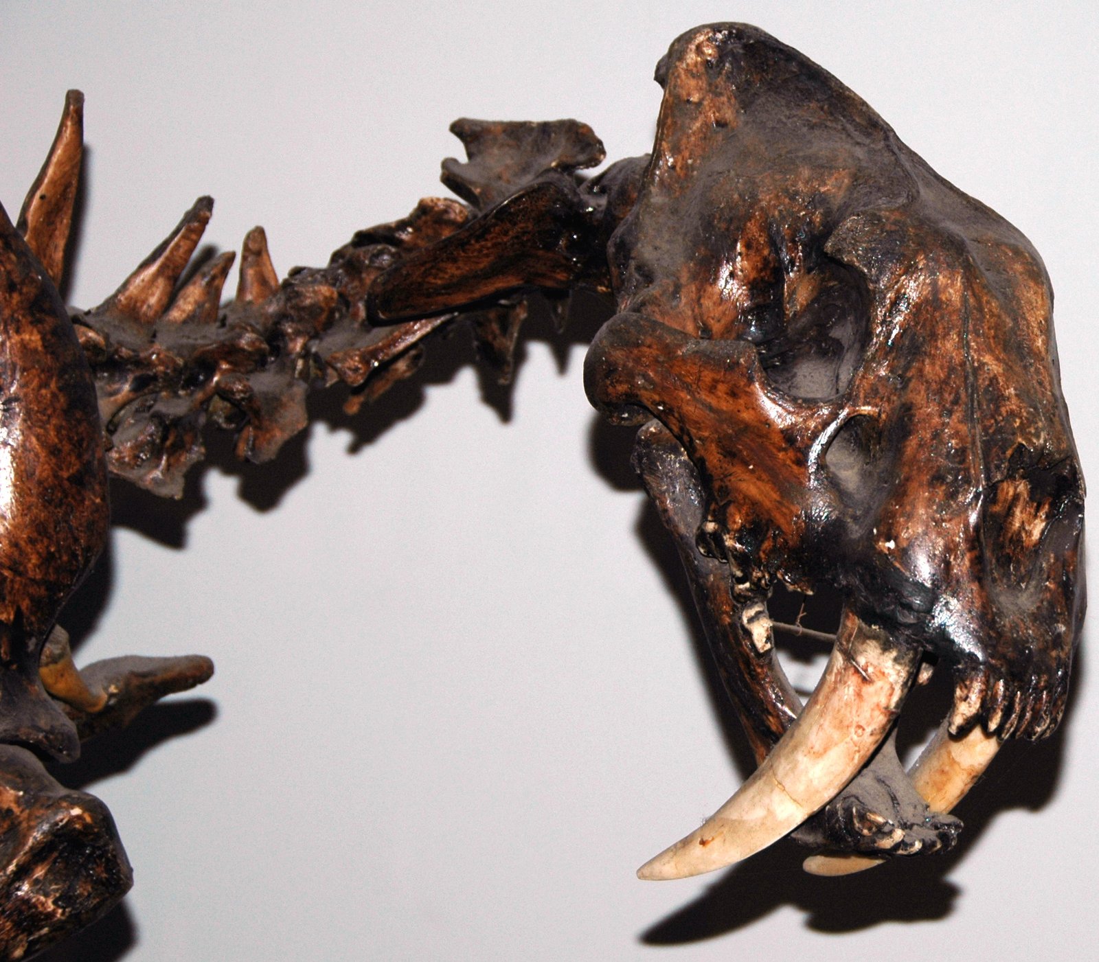 Machairodus: The First Saber-Tooth Superstar (image credits: wikimedia)