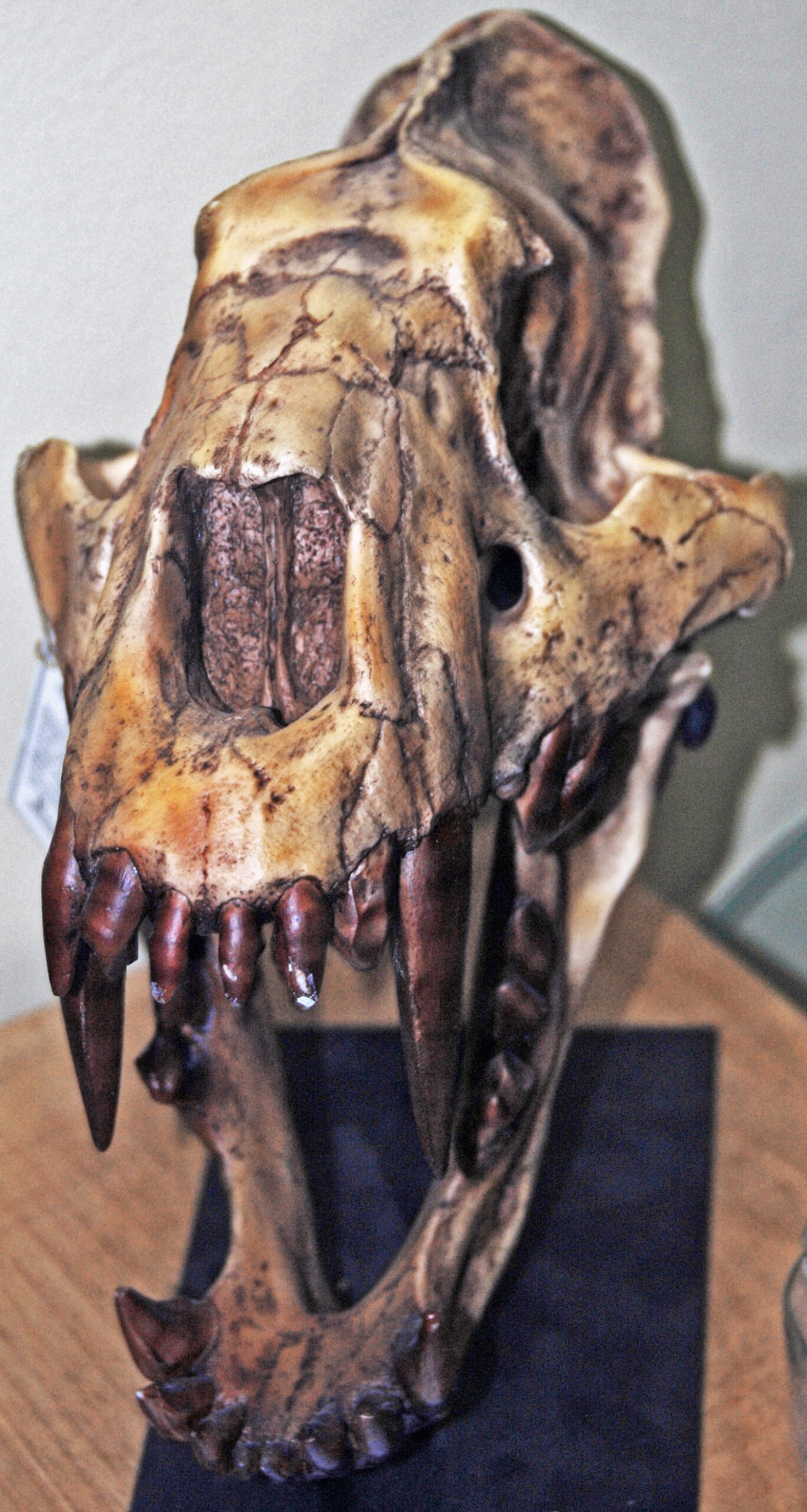 Xenosmilus: The Cookie-Cutter Cat (image credits: wikimedia)