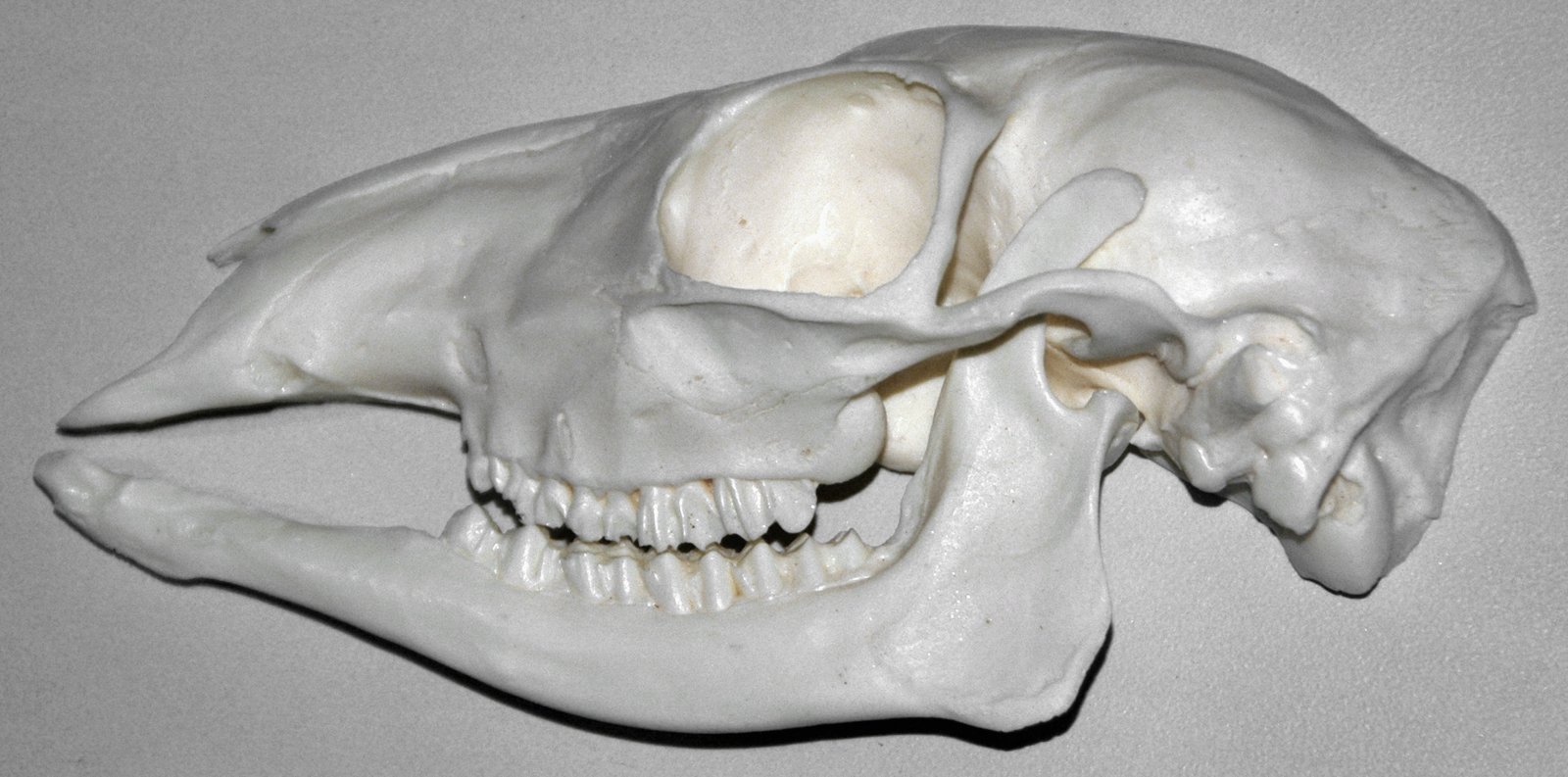 Paramachairodus: The Saber-Tooth in Miniature (image credits: wikimedia)